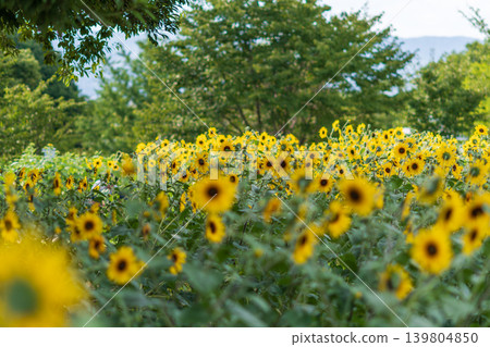 A field of sunflowers in full bloom, bathed in the summer sun. A field of sunflowers in full bloom, bathed in the summer sun. 139804850