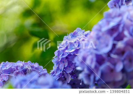 艷麗的紫色繡球花為雨季增添了色彩。 139804851