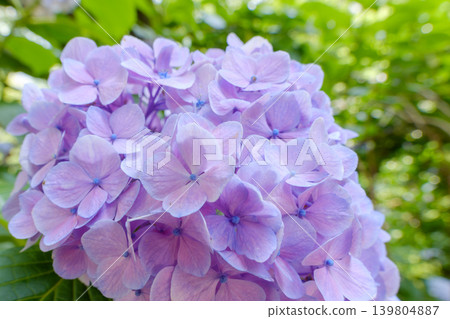 美麗的淡紫色繡球花，初夏盛開 139804887