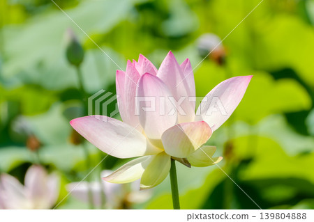 Lotus flowers blooming beautifully in the summer sunlight. Lotus flowers blooming beautifully in the summer sunlight. 139804888