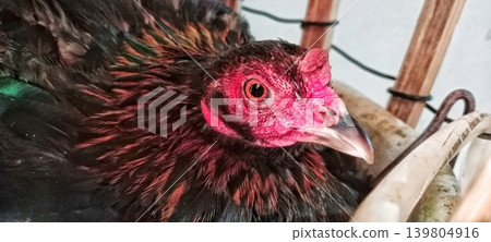 Close-up of a rooster with red eyes and shiny black feathers 139804916