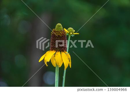 The unique form of the Rudbeckia laciniata stands out against the summer sky. The unique form of the Rudbeckia laciniata stands out against the summer sky. 139804966