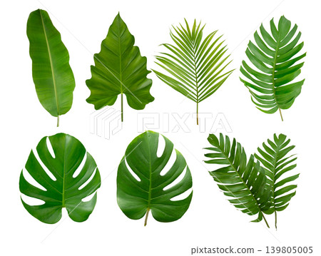 Banana, palm and momstera green leaf tropical plant isolated on white background. Banana, palm and momstera green leaf tropical plant isolated on white background. 139805005