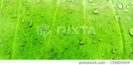 Green taro leaf with morning dew drops Green taro leaf with morning dew drops 139805044