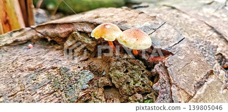 Small mushrooms grow on a mossy, rotting log Small mushrooms grow on a mossy, rotting log 139805046