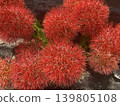 泰國的 Skadoxus 139805108