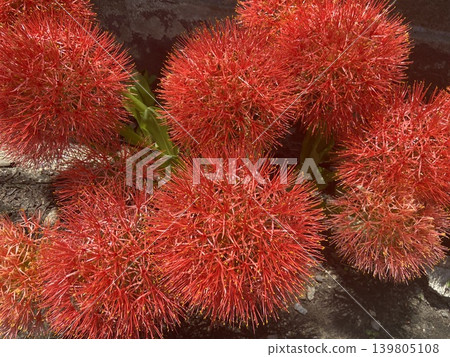 泰國的 Skadoxus 泰國的 Skadoxus 139805108