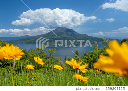 A summer landscape overlooking the sea, Sakurajima, and the plants in the foreground. A summer landscape overlooking the sea, Sakurajima, and the plants in the foreground. 139805115