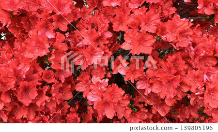 鮮豔的紅色桐島杜鵑紋理背景 139805196