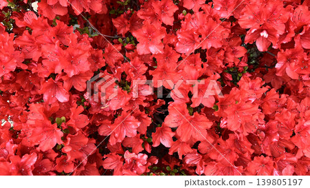 鮮豔的紅色桐島杜鵑紋理背景 鮮豔的紅色桐島杜鵑紋理背景 139805197