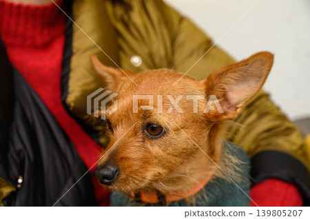 Bright-eyed dog rests on a person's lap during a cozy indoor gathering in a warm Bright-eyed dog rests on a person's lap during a cozy indoor gathering in a warm 139805207