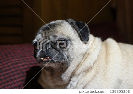 PClose-Up Portrait of a Pug Face on a Cushion PClose-Up Portrait of a Pug Face on a Cushion 139805208