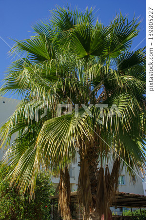 A vibrant palm tree sways gently under the clear blue sky in an inviting outdoor space. A vibrant palm tree sways gently under the clear blue sky in an inviting outdoor space. 139805227