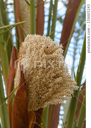 Delicate blossoms of a tropical palm thrive under the sun, showcasing nature's artistry amidst green Delicate blossoms of a tropical palm thrive under the sun, showcasing nature's artistry amidst green 139805243