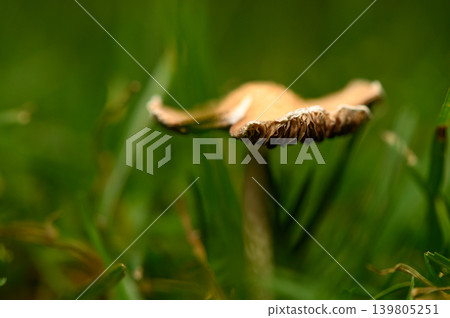 Mushroom thriving amidst lush green grass in the early morning light Mushroom thriving amidst lush green grass in the early morning light 139805251