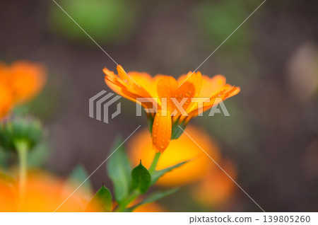 Calendula officinalis flower in bloom Calendula officinalis flower in bloom 139805260