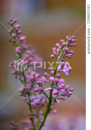Blooming lilac flowers Syringa in spring 139805261