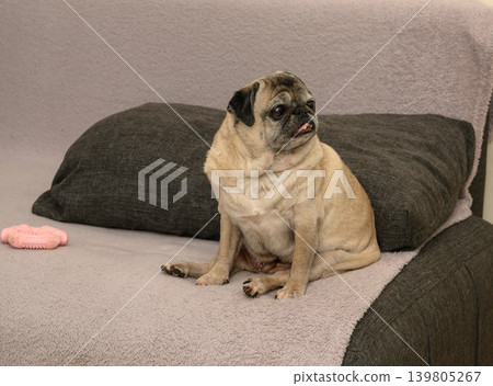 Funny senior pug lounging on a sofa Funny senior pug lounging on a sofa 139805267