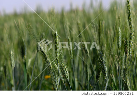 Golden grains sway gently in the breeze among lush fields under a clear blue sky at dusk Golden grains sway gently in the breeze among lush fields under a clear blue sky at dusk 139805281