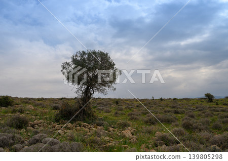 Solitary olive tree stands gracefully vast green field beneath a cloudy sky during an early evening Solitary olive tree stands gracefully vast green field beneath a cloudy sky during an early evening 139805298
