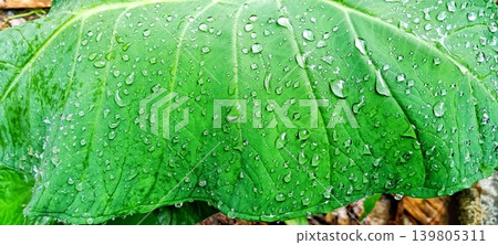 Wide green taro leaf with raindrops Wide green taro leaf with raindrops 139805311