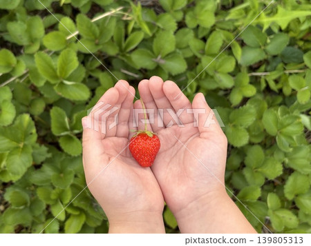 Cute hands of a child holding a strawberry Cute hands of a child holding a strawberry 139805313