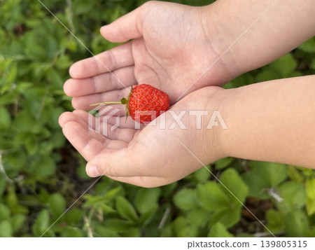 孩子可愛的小手拿著草莓 孩子可愛的小手拿著草莓 139805315