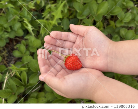 孩子可愛的小手拿著草莓 孩子可愛的小手拿著草莓 139805316