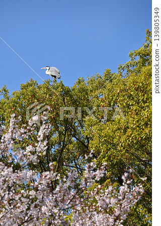 A grey heron perched on a tree with fresh green leaves against a blue sky. A grey heron perched on a tree with fresh green leaves against a blue sky. 139805349