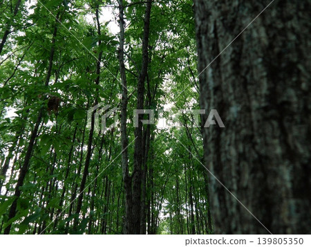 A close-up of a beautiful forest with fresh green leaves and tree bark. A close-up of a beautiful forest with fresh green leaves and tree bark. 139805350