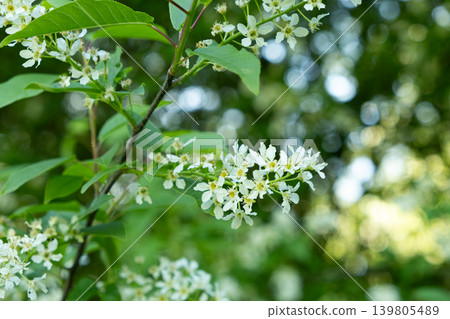 Blooming Bird Cherry Tree with White Flowers in Spring Garden Blooming Bird Cherry Tree with White Flowers in Spring Garden 139805489