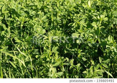 Lush Green Alfalfa Field Growing Under Bright Sunlight 139805491