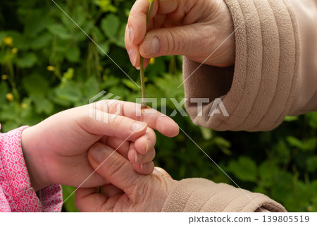Treating a wart on child hand with natural yellow juice of greater celandine herb outdoors Treating a wart on child hand with natural yellow juice of greater celandine herb outdoors 139805519
