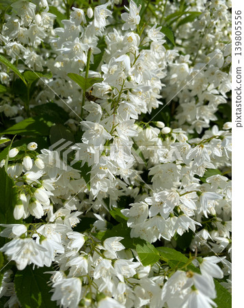 Abundant white flowers of Deutzia gracilis bush blooming in spring garden. Abundant white flowers of Deutzia gracilis bush blooming in spring garden. 139805556