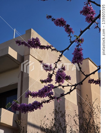 Judas Tree Cercis siliquastrum flowers blooming in Greece city during spring. Pink Greek sakura clusters decorate branch against beige modern building wall and blue sky. Judas Tree Cercis siliquastrum flowers blooming in Greece city during spring. Pink Greek sakura clusters decorate branch against beige modern building wall and blue sky. 139805595