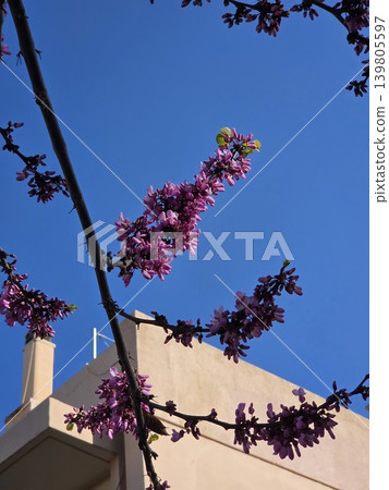 Judas Tree Cercis siliquastrum blossoms in Greece with building roof. Pink Greek sakura flowers cover branches against blue sky and top of tan house during spring. Judas Tree Cercis siliquastrum blossoms in Greece with building roof. Pink Greek sakura flowers cover branches against blue sky and top of tan house during spring. 139805597
