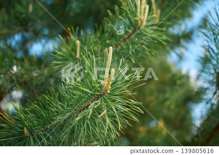 A close-up shot of a pinus branch featuring long green needles and a small brown male cone at the center A close-up shot of a pinus branch featuring long green needles and a small brown male cone at the center 139805616