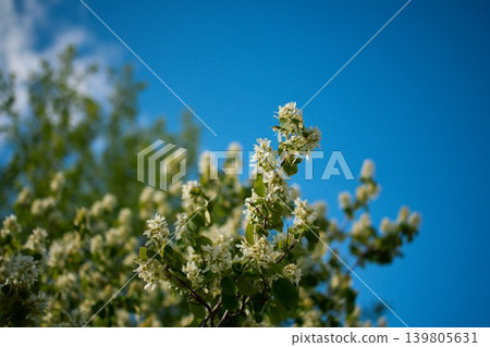 A medium shot of a blooming amelanchier tree with numerous clusters of small white flowers A medium shot of a blooming amelanchier tree with numerous clusters of small white flowers 139805631