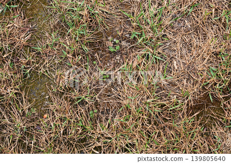 Natural background of dry brown grass mixed with first green sprouts in early spring Natural background of dry brown grass mixed with first green sprouts in early spring 139805640