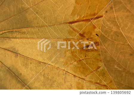Handcrafted textile leaf motif. Decorative fabric featuring handcrafted leaf vein motifs for home and upholstery projects Handcrafted textile leaf motif. Decorative fabric featuring handcrafted leaf vein motifs for home and upholstery projects 139805692