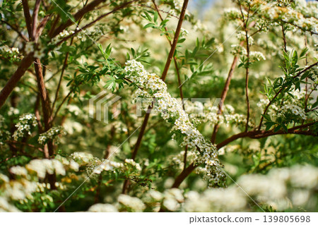 Close-up of spiraea branch with small white flowers Close-up of spiraea branch with small white flowers 139805698