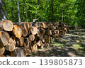 Stacked Wood Logs In Green Forest Stacked Wood Logs In Green Forest 139805873