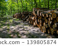 Stacked Wood Logs In Green Forest Stacked Wood Logs In Green Forest 139805874