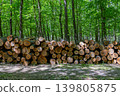 Timber Logs Pile In Green Forest Landscape Timber Logs Pile In Green Forest Landscape 139805875