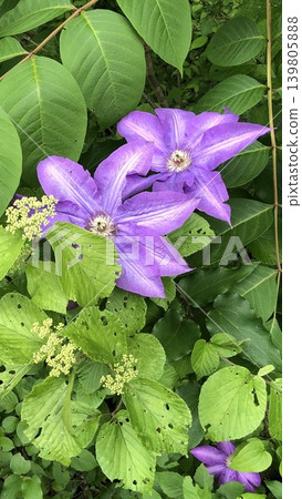 日本鐵線蓮(野鐵線蓮) 日本鐵線蓮(野鐵線蓮) 139805888