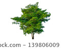 Single big green tree isolated on transparent background for architectural rendering and landscape design element 139806009