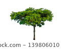 Single big green tree isolated on transparent background for architectural rendering and landscape design element 139806010
