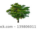 Single big green tree isolated on transparent background for architectural rendering and landscape design element 139806011