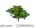 Single big green tree isolated on transparent background for architectural rendering and landscape design element 139806012