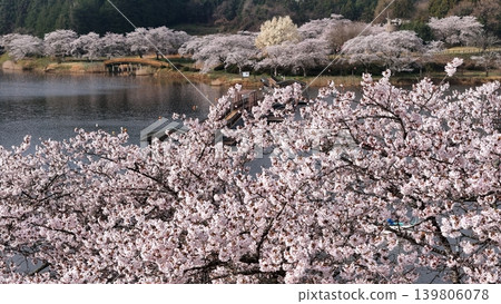 鳥瞰平津沼盛開的櫻花 139806078